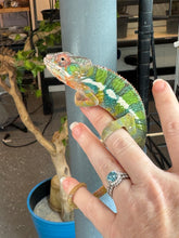 Load image into Gallery viewer, AMBILOBE Panther Chameleon: (E9)
