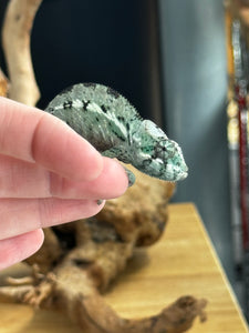 ANKILOBE Panther Chameleon: Ankify x Ambilobe (Q8)