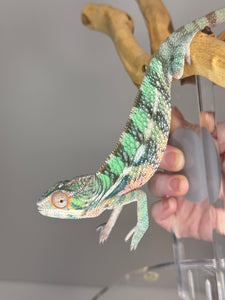 AMBILOBE Panther Chameleon: (E5)