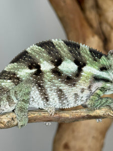 SAMBAVA Panther Chameleon: (E31)