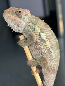 AMBILOBE Panther Chameleon male: (E4)