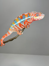 Load image into Gallery viewer, AMBILOBE Male Panther Chameleon: (J3)
