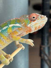 Load image into Gallery viewer, AMBILOBE Panther Chameleon: (E9)
