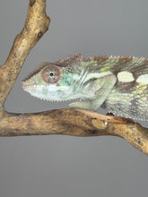 Load image into Gallery viewer, SAMBAVA Panther Chameleon: (E23)
