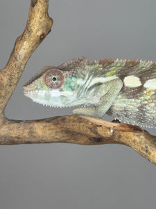 SAMBAVA Panther Chameleon: (E23)