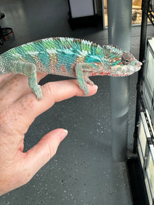 AMBILOBE Panther Chameleon male: (E33)