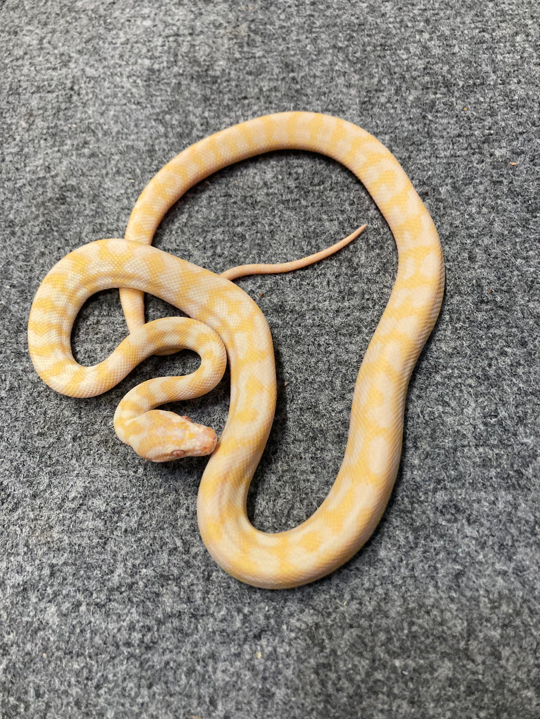 Albino Darwin Carpet Python (3)