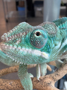 SURPRISE! Panther Chameleon: (E24)