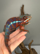 Load image into Gallery viewer, AMBANJA Panther Chameleon: (E23)
