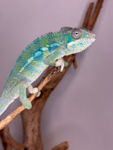 Load image into Gallery viewer, AMBILOBE Panther Chameleon: (E10)

