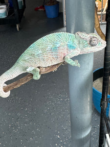 AMBILOBE Panther Chameleon: (E36)