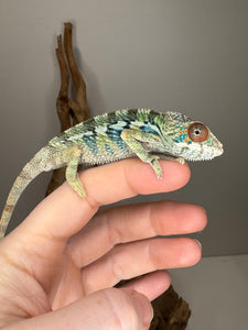 🌈 Young Male Ambilobe Panther Chameleon | Flash Jr. x Aslan - Bold Coloration, Friendly Temperament | E34