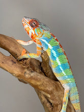 Load image into Gallery viewer, AMBILOBE Panther Chameleon: (J1)
