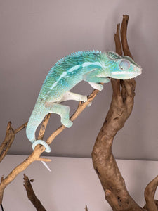 SURPRISE! Panther Chameleon: (E24)