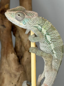 AMBILOBE Panther Chameleon male: (E4)