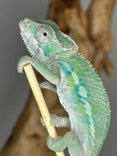 Load image into Gallery viewer, Ambilobe male panther chameleon: Flash x Opal (E23)
