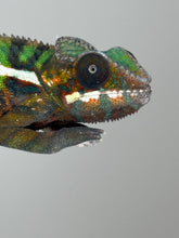 Load image into Gallery viewer, AMILOBE Panther Chameleon: (E16)
