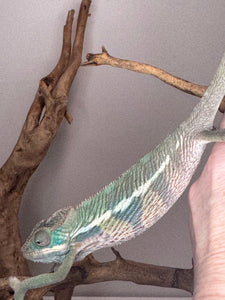 AMBILOBE Panther Chameleon: (E14)