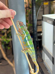 AMBILOBE Panther Chameleon: (E9)