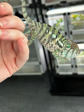 Load image into Gallery viewer, ANKILOBE Panther Chameleon: Ankify x Ambilobe (Q4)
