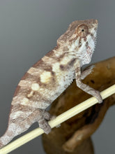 Load image into Gallery viewer, Sambava FEMALE Panther Chameleon: Marley x Mabel 🚺 (R18)
