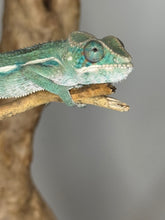 Load image into Gallery viewer, SURPRISE! Panther Chameleon: (E7)
