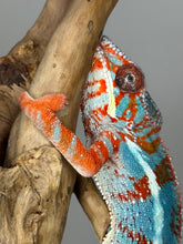 Load image into Gallery viewer, AMILOBE Panther Chameleon: (J1)
