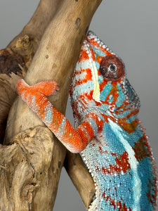 AMILOBE Panther Chameleon: (J1)