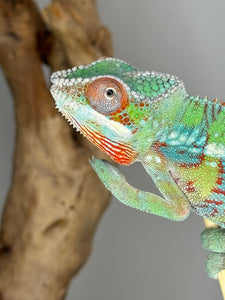 AMBILOBE Male Panther Chameleon: (E5)