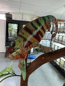 AMBANJA Panther Chameleon: (J8)