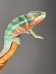 AMBILOBE Panther Chameleon male: (E7)