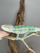 Load image into Gallery viewer, AMBILOBE Panther Chameleon: (E19)
