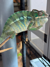 Load image into Gallery viewer, AMBILOBE Panther Chameleon: (E10)
