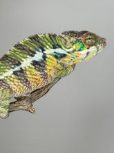 Load image into Gallery viewer, AMBILOBE Panther Chameleon: (E6)
