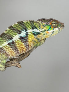 AMBILOBE Panther Chameleon: (E6)