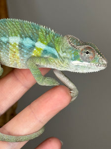 AMBILOBE Panther Chameleon: (E1)