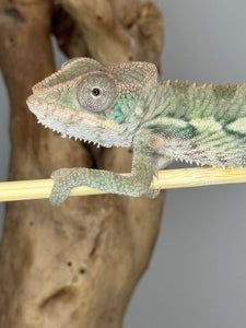 AMBILOBE Panther Chameleon male: (E4)