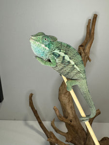 AMBANJA Panther Chameleon: (E7)