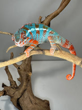 Load image into Gallery viewer, AMILOBE Panther Chameleon: (J1)
