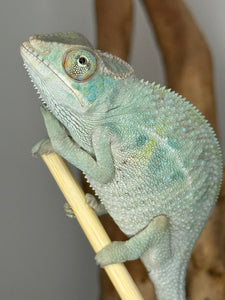 NOSY BE Panther Chameleon male:(E27)