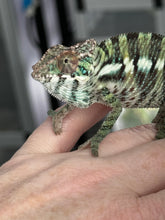 Load image into Gallery viewer, ANKILOBE Panther Chameleon: Ankify x Ambilobe (Q4)
