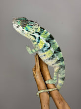 Load image into Gallery viewer, AMBILOBE Panther Chameleon: (E5)
