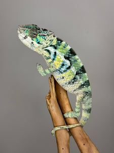 AMBILOBE Panther Chameleon: (E5)
