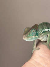 Load image into Gallery viewer, AMBANJA Panther Chameleon: (E4)
