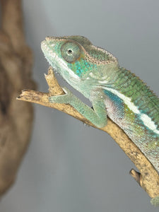 Ambilobe Panther Chameleon (E7) – Vibrant Male from Premium Bloodline