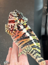 Load image into Gallery viewer, AMBILOBE Panther Chameleon: WC Hawkeye x Nugget (C11)
