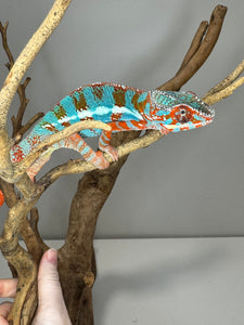 AMILOBE Panther Chameleon: (J1)