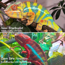 Load image into Gallery viewer, AMBILOBE Panther Chameleon male:(E31)
