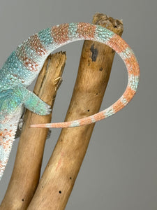 AMBILOBE Panther Chameleon male: (E33)