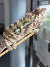 Load image into Gallery viewer, Young Male Ambilobe Panther Chameleon | Flash × Aslan Bloodlines | E29
